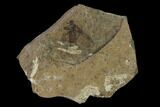 Fossil March Fly (Plecia) - Green River Formation #138482-1